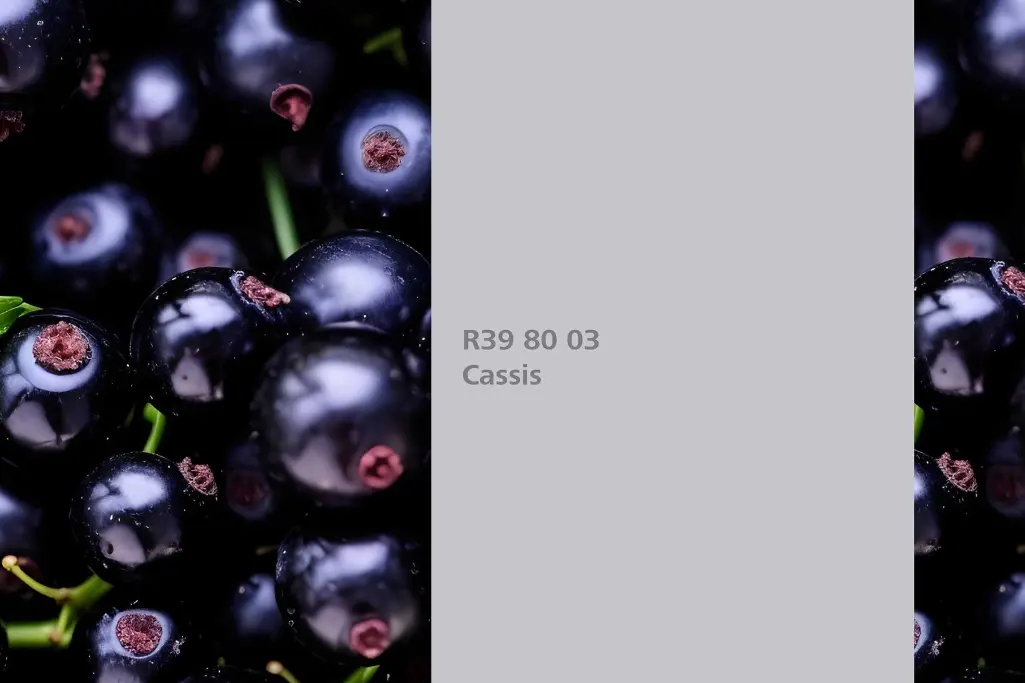 Nijansa Cassis, biljka za bojenje crni ribiz Ribes Nigrum, Sto zidne boje