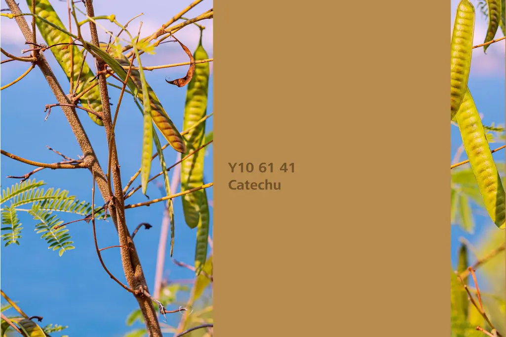 Nijansa Catechu, biljka za bojenje katehu (Senegalia catechu)
