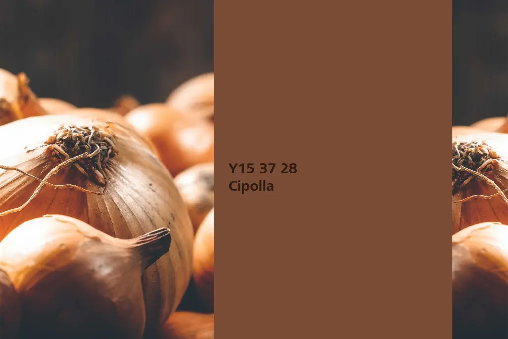 Nijansa Cipolla, biljka za bojenje luk (Allium cepa),  paleta boja Sto zidne boje 
