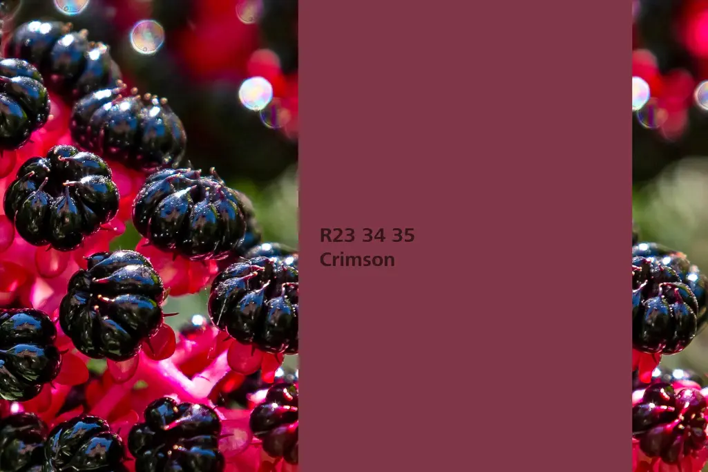 Nijansa Crimson, biljka za bojenje vinobojka (Phytolacca americana)