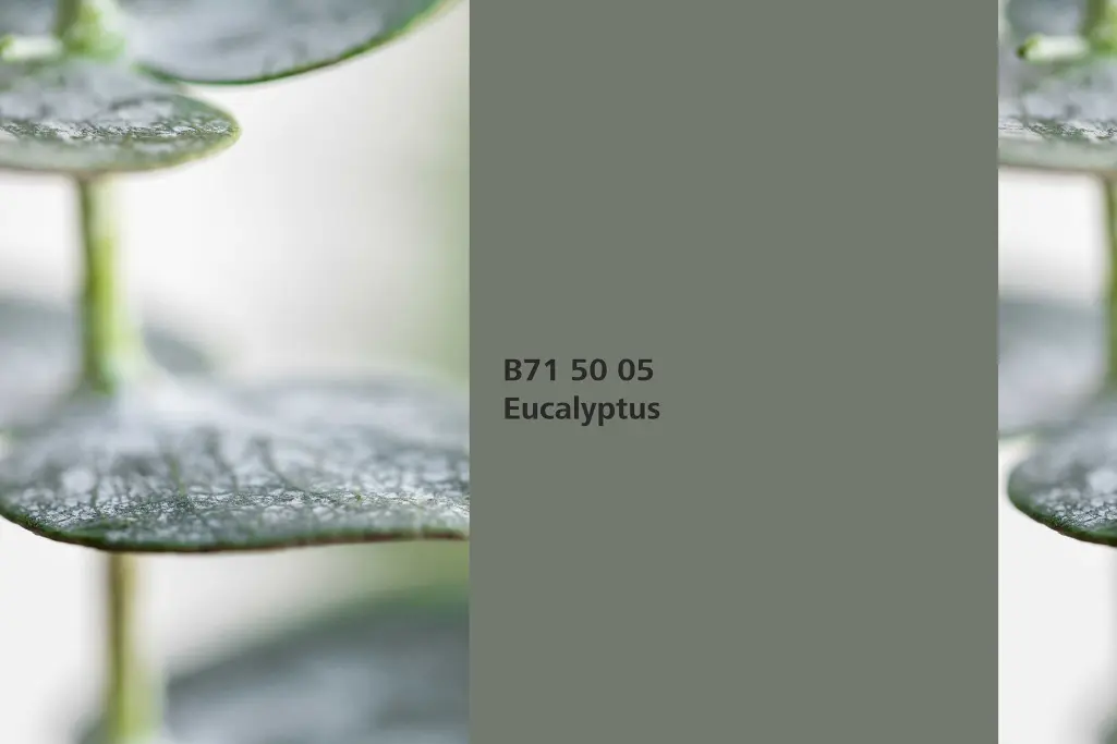 Nijansa Eucalyptus, asocijacija listovi eukaliptusa (Eucalyptus), paleta boja Sto zidne boje