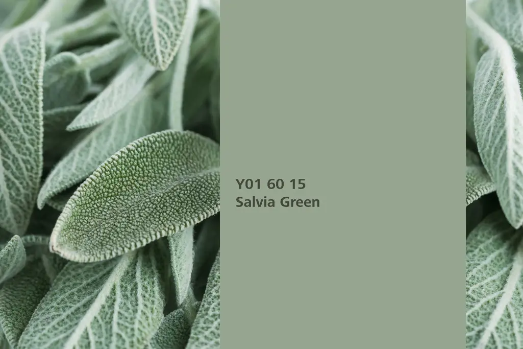 Nijansa Salvia Green, biljka za bojenje kadulja, paleta boja Sto Interior Colors 24+