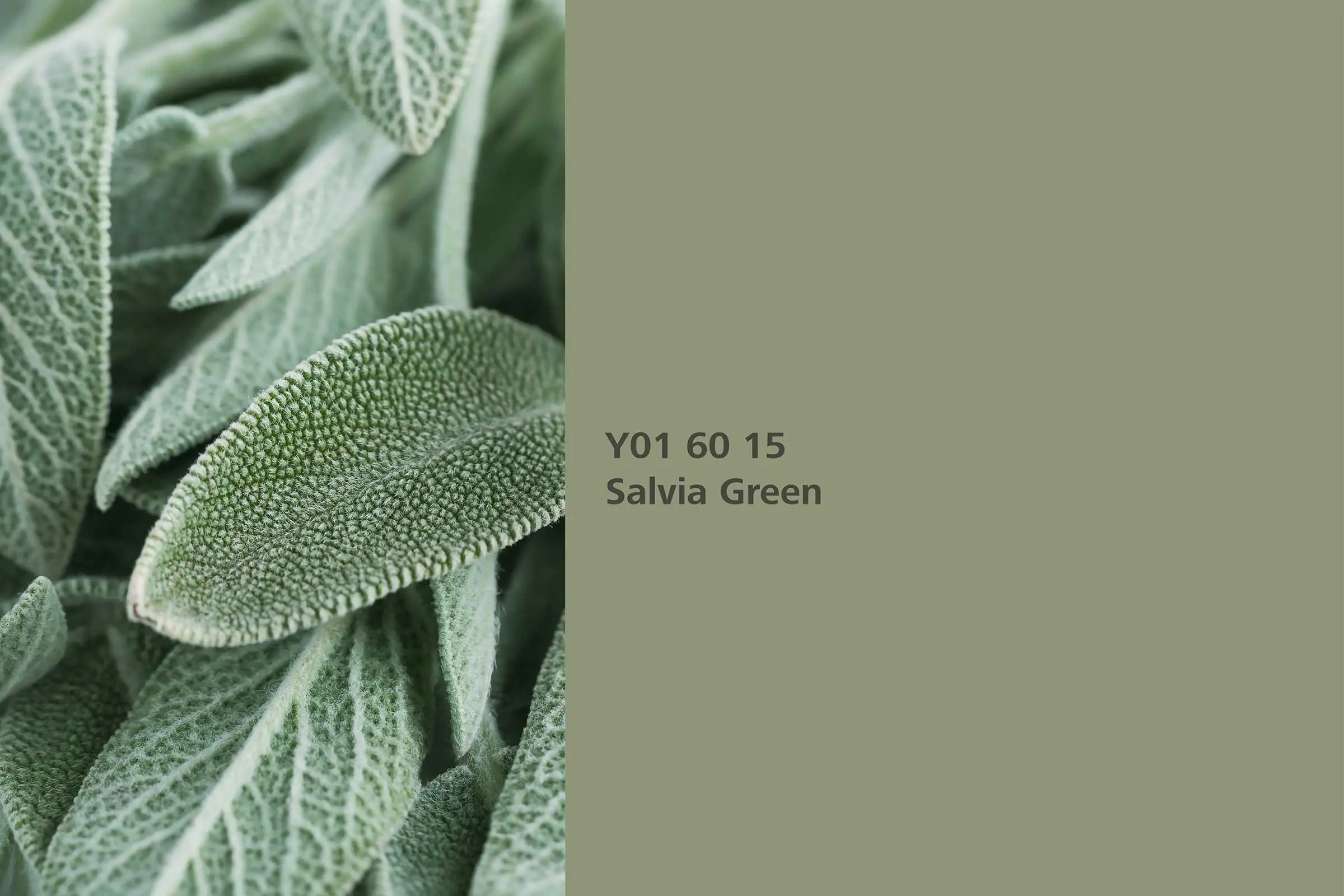 Interior Colors 24+: nijansa Salvia Green (zelena kadulja) od kadulje