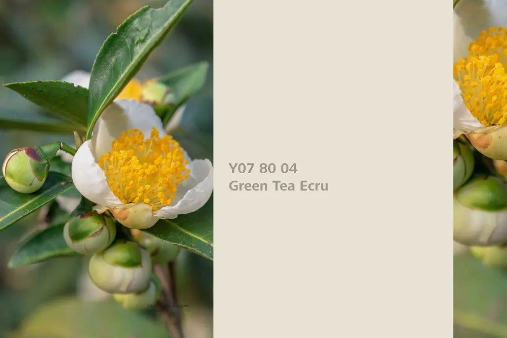 Green Tea Ecru, biljka za bojenje zeleni čaj Camellia,   paleta boja Sto zidne boje Interior Colors 