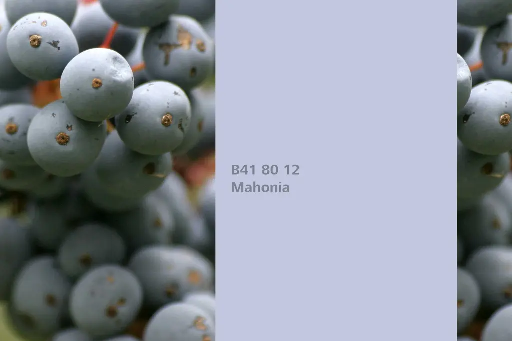 Nijansa Mahonia, biljka za bojenje mahonija (Mahonia aquifolium), paleta boja Sto zidne boje