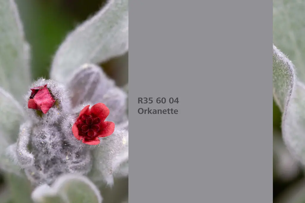 Nijansa Orkanette, biljka za bojenje alkana / krvavica,  paleta boja Sto zidne boje