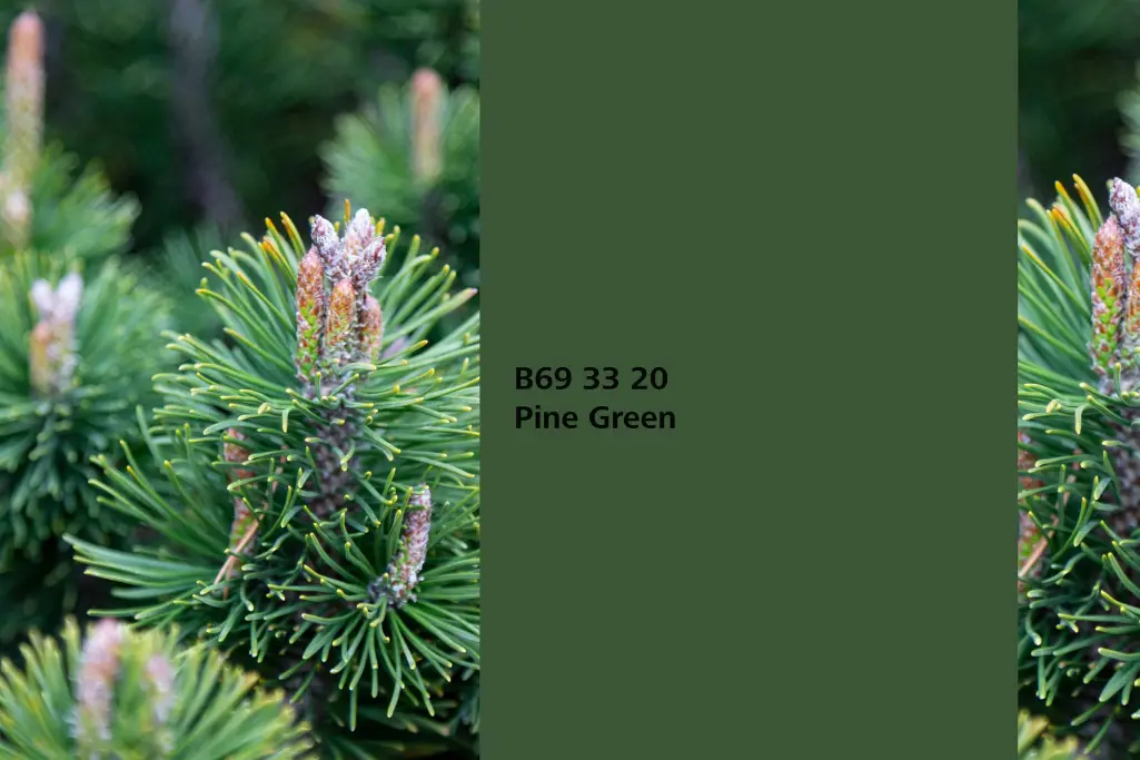 Nijansa Pine Green, asocijacija borove iglice (Pinus sylves) paleta boja Sto zidne boje