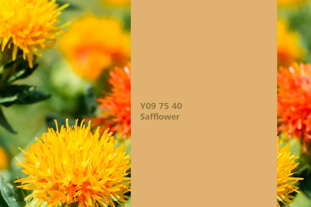 Nijansa Safflower, biljka za bojenje šafranika,  paleta boja Sto zidne boje Interior Colors 24+