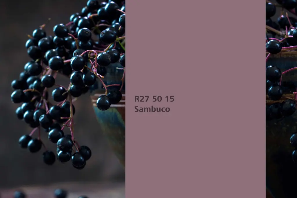 Interior Colors 24+, nijansa Sambuco, biljka za bojenje crna bazga