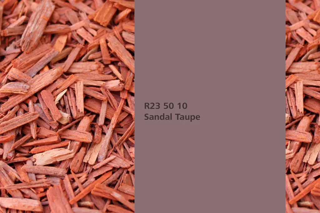 Nijansa Sandal Taupe, biljka za bojenje paduk (Pterocarpus soyaux)