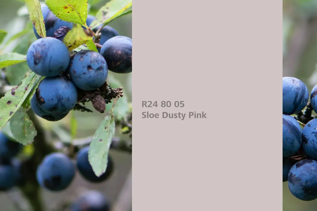 Nijansa Sloe Dusty Pink, biljka za bojenje trnina / trnavka, paleta boja Sto zidne boje