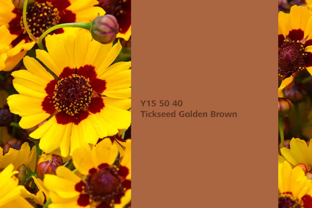 Tickseed Golden Brown, biljka za bojenje carsko oko,  paleta boja Sto zidne boje Interior Colors 24+